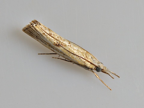 Agriphila inquinatella