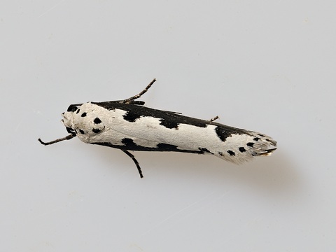 Ethmia bipunctella