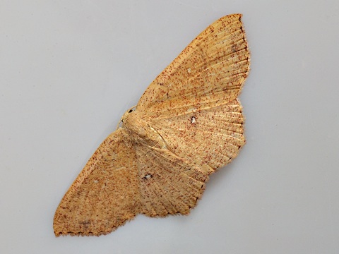 Cyclophora ruficiliaria