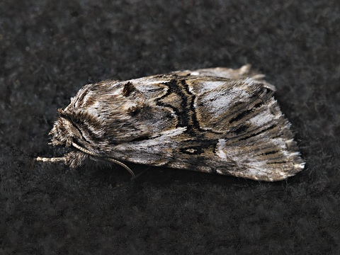 Calophasia lunula