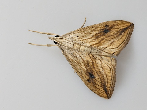 Evergestis forficalis