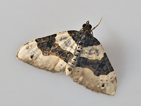 Cosmorhoe ocellata