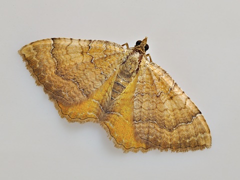 Camptogramma bilineata