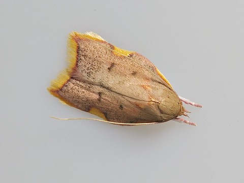 Carcina quercana