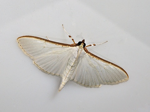 Palpita vitrealis