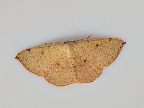 Cyclophora porata