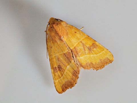 Atethmia centrago
