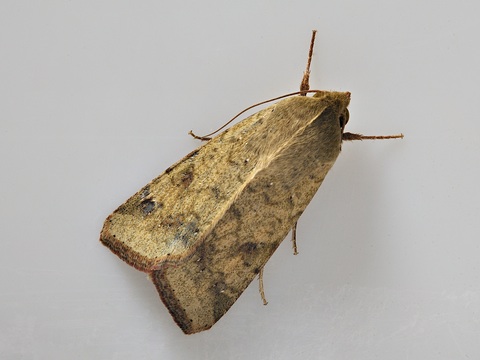 Helicoverpa armigera