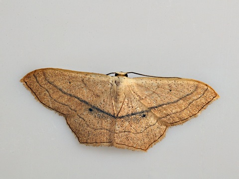 Scopula imitaria