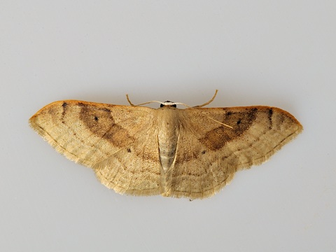 Idaea degeneraria