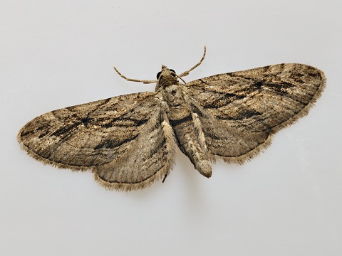 Eupithecia phoeniceata