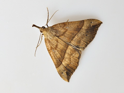 Hypena proboscidalis