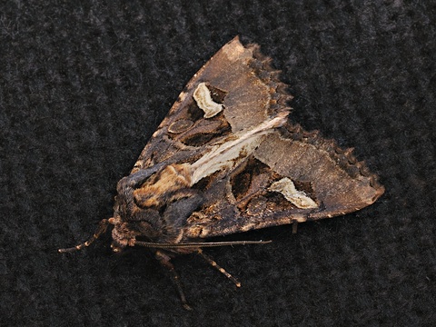 Trigonophora flammea