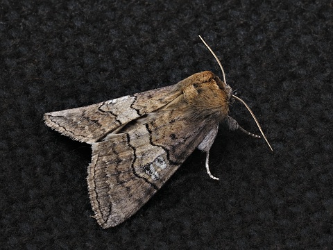 Tethea ocularis