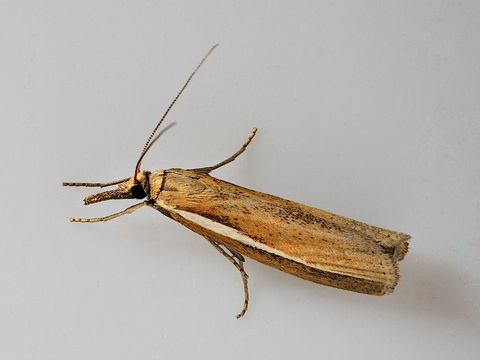 Agriphila tristella