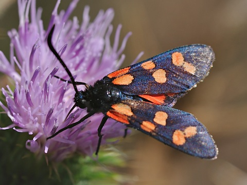 Zygaena transalpina
