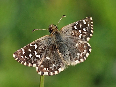 Pyrgus malvoides