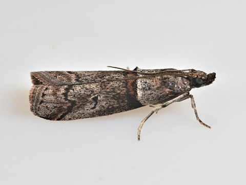 Acrobasis obliqua