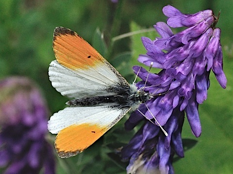 Anthocharis cardamines
