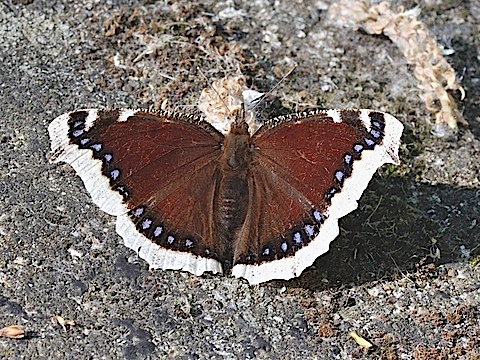 Nymphalis antiopa