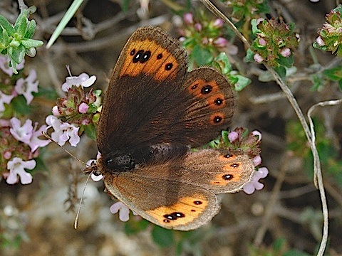 Erebia triaria