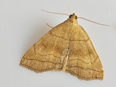 Herminia tarsicrinalis