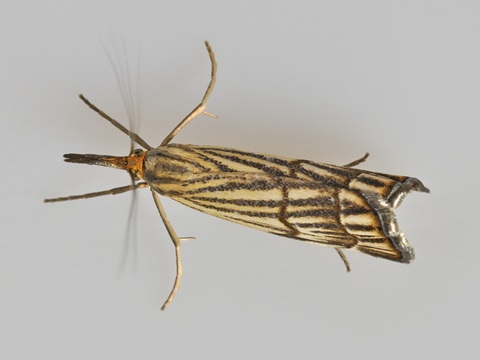 Chrysocrambus craterella