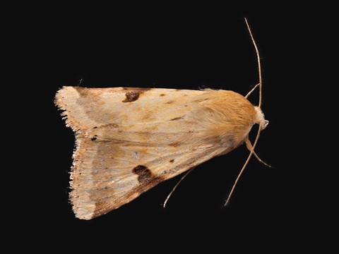 Heliothis peltigera