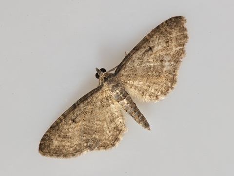 Eupithecia trisignaria