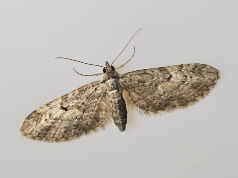 Eupithecia tantillaria