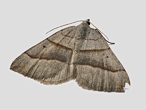 Scotopteryx luridata