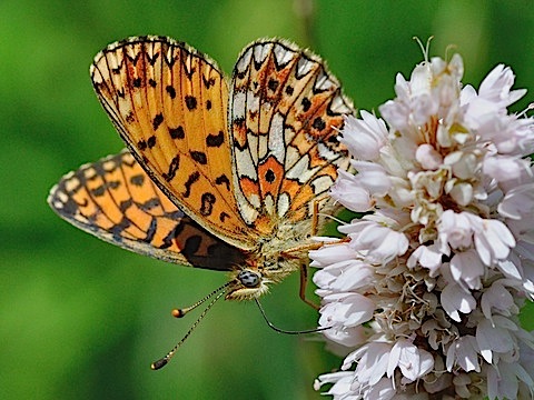Boloria selene