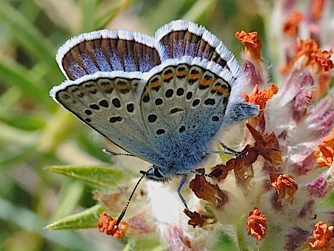 Plebejus argus