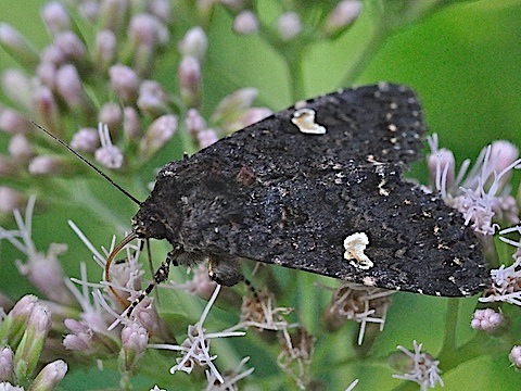 Melanchra persicariae