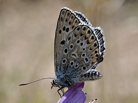 Polyommatus escheri