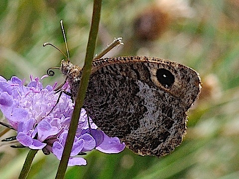 Satyrus actaea