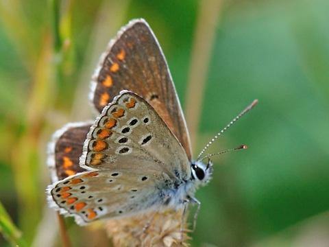 Aricia artaxerxes