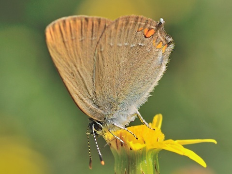 Satyrium acaciae
