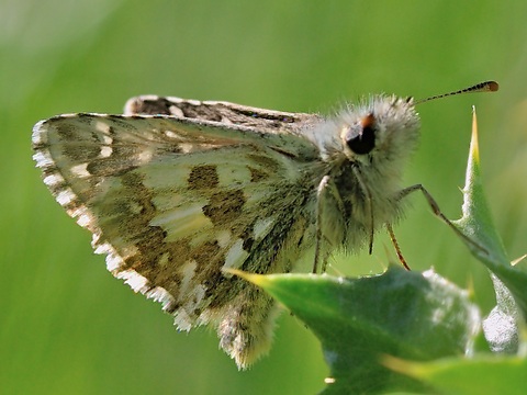 Pyrgus onopordi