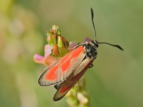 Zygaena osterodensis