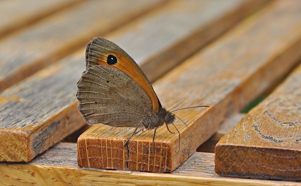 photo A026310, © Adriaan van Os, Corsavy 03-07-2016, altitudo 800 m, ♂ Maniola jurtina