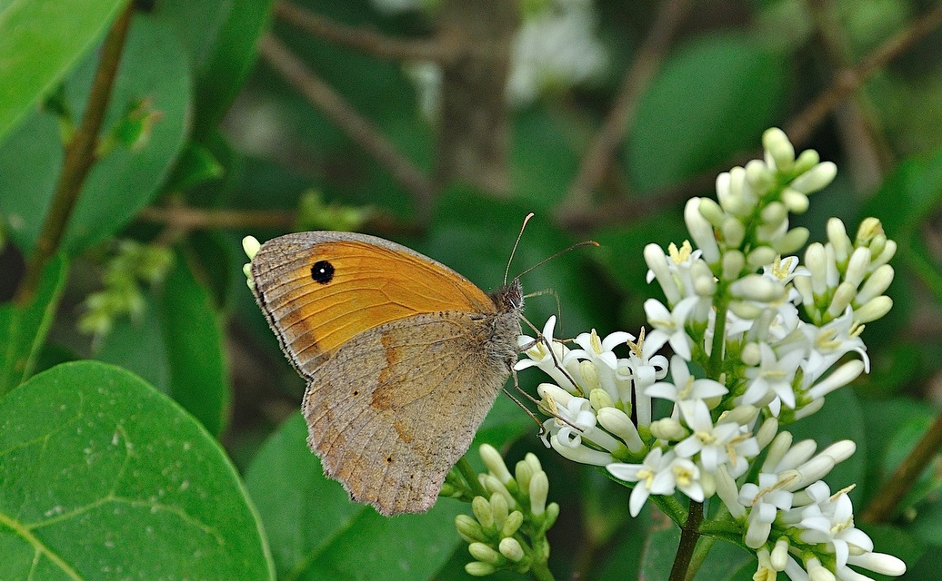 photo A026805, © Adriaan van Os, Corsavy 03-07-2016, altitudo 800 m, ♂ Maniola jurtina