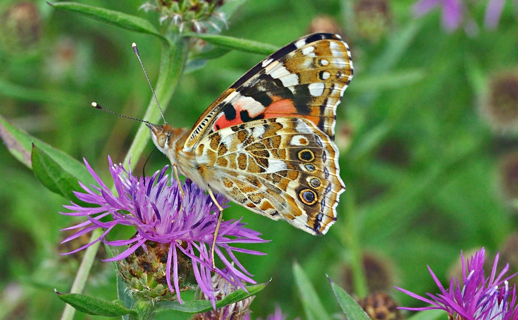 foto A029037, © Adriaan van Os, Aalten 27-07-2016, Vanessa cardui