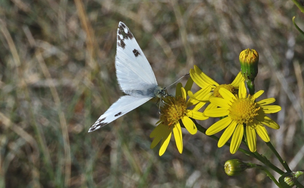 photo A031690, © Adriaan van Os, Corsavy 15-10-2016, altitude 800 m, ♂ Pontia daplidice