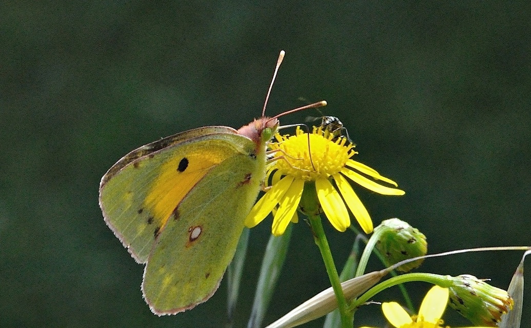 foto A036316, © Adriaan van Os, Corsavy 06-06-2017, altitud 800 m, ♀ Colias croceus