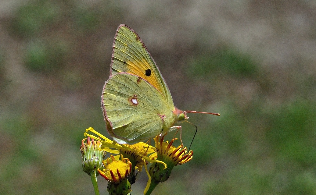 foto A036327, © Adriaan van Os, Corsavy 06-06-2017, altitud 800 m, ♀ Colias croceus