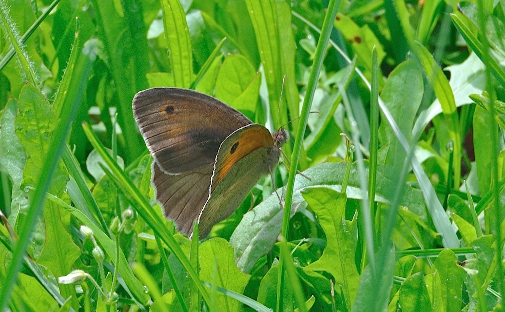 photo A036755, © Adriaan van Os, Corsavy 09-06-2017, altitudo 800 m, ♂ Maniola jurtina