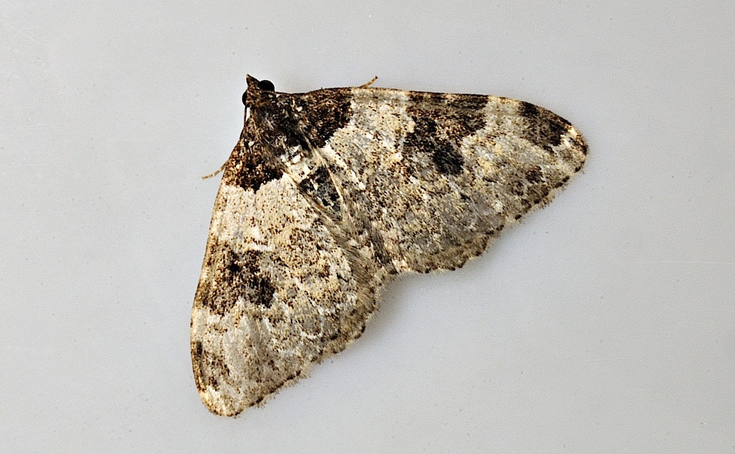 photo A037222, © Adriaan van Os, Corsavy 10-06-2017, altitude 800 m, Xanthorhoe fluctuata