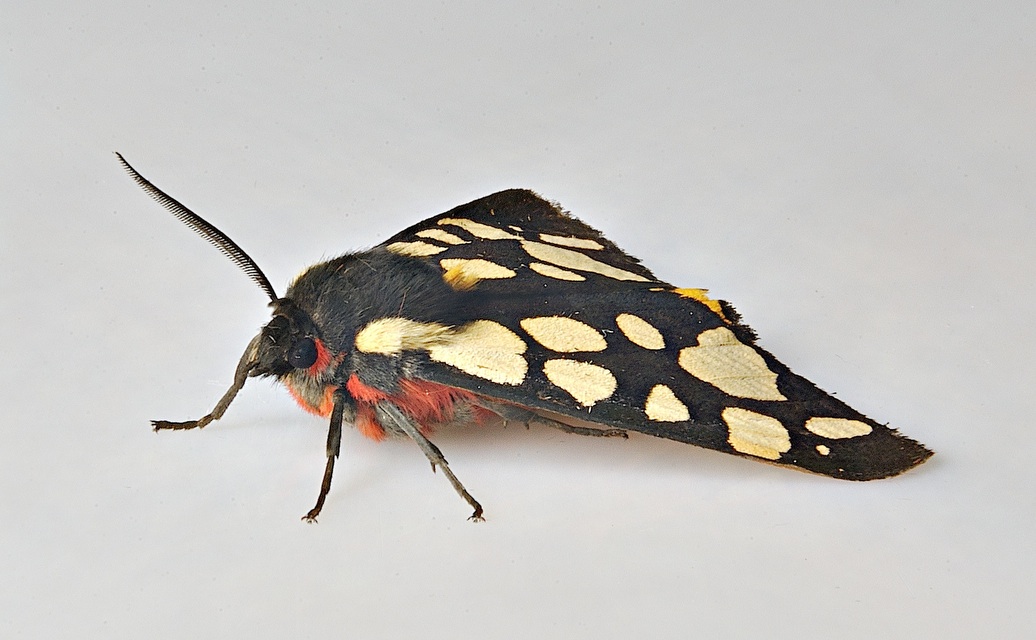 photo A037336, © Adriaan van Os, Corsavy 11-06-2017, altitudo 800 m, Arctia villica