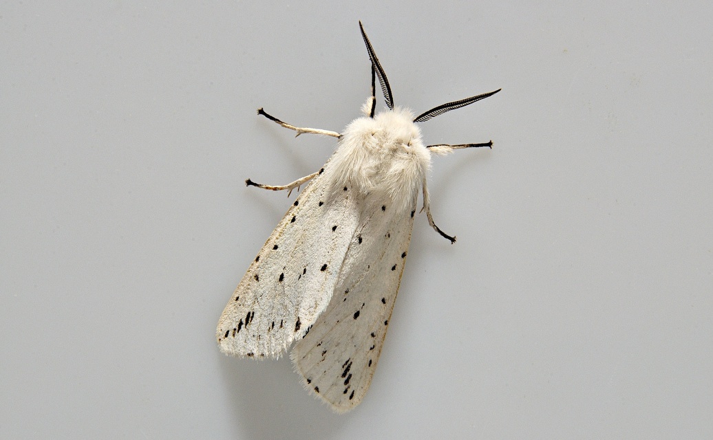 Foto A037529, © Adriaan van Os, 49 x 32 (�1) mm, Corsavy 12-06-2017, H�he 800 m, ♂ Spilosoma lubricipeda